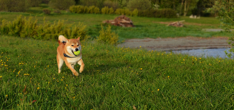 Shiba Chikai plays with the ball.