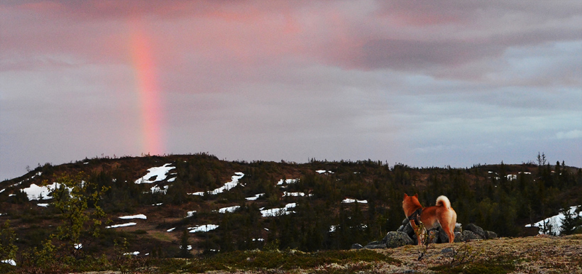 Sommernatt i fjellet.